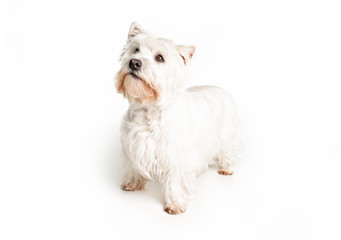 A West highland white terrier Dog Isolated on White Background in studio