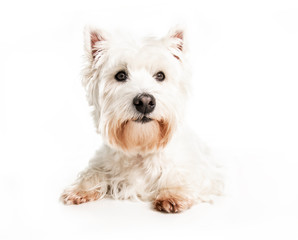 A West highland white terrier Dog Isolated on White Background in studio