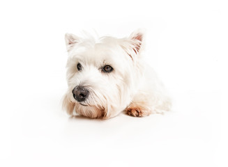 A West highland white terrier Dog Isolated on White Background in studio