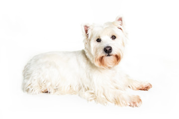 A West highland white terrier Dog Isolated on White Background in studio