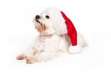 A West highland white terrier Dog Isolated on White Background in studio with santa hat