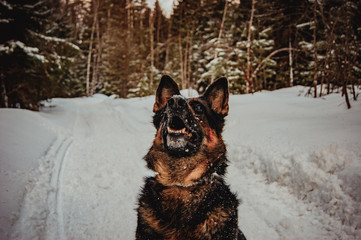 German Shepherd sitting in the middle of the forest and looking at the sky.