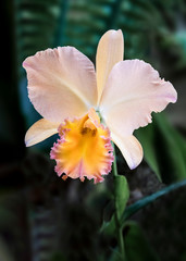 Pale Peach Orchid