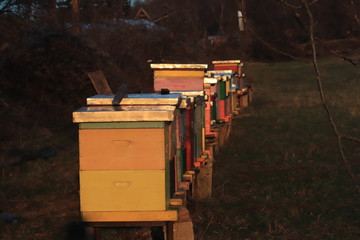Bee house in the nature