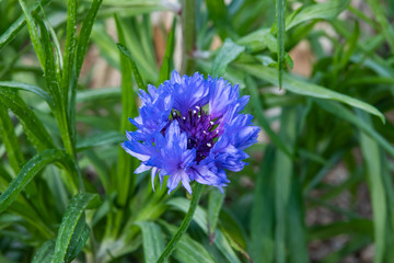 Cornflowers in Bloom in Winter