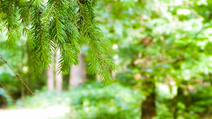 Close up of spruce branch.