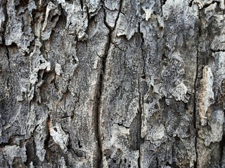 bark of a tree