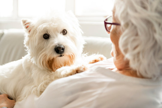 The Therapy pet on couch next to elderly person in retirement rest home for seniors