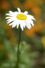 Daisy Flower
