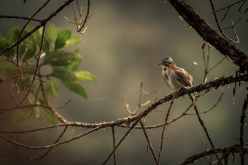 Aves de Risaralda