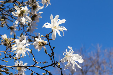 Close-up of beautiful white magnolia flowers on a bright blue sky background. Blossoming of magnolia tree on a sunny spring day.