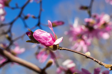 The bud of pink magnolia on a bright blue sky background. Blossoming of magnolia tree on a sunny spring day.