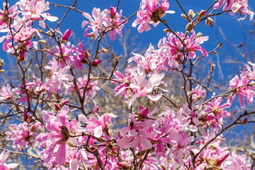 The beauty of pink magnolia blossom on a bright blue sky background. Blooming of magnolia trees on a sunny spring day.