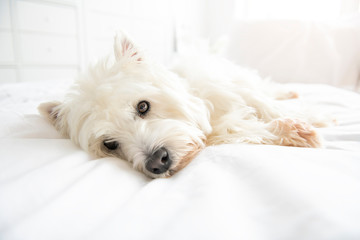 Dog photo shoot at home. Pet portrait of West Highland White Terrier dog lying on bed