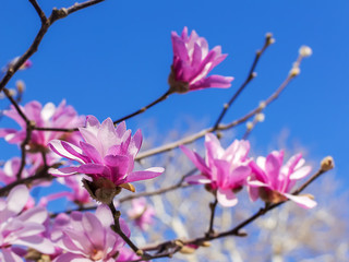 Close-up of buds and flowers of pink magnolia on a bright blue sky background. Blossoming of magnolia tree on a sunny spring day.