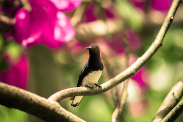 Aves de Risaralda