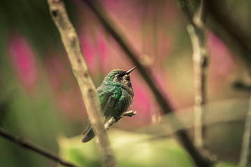 Aves de Risaralda