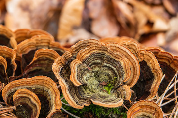 Curtain Crust Fungi Growing on Log in Winter