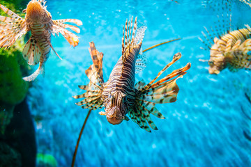 Colorful of Common Lionfish (Turkeyfish, Red Lionfish) Pterois volitans in tropical coral reef
