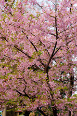Amazing beautiful sakura bloom in japan