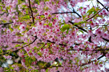 Fototapeta na wymiar Amazing beautiful sakura bloom in japan