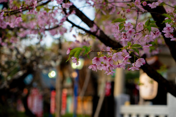 Amazing beautiful sakura bloom in japan