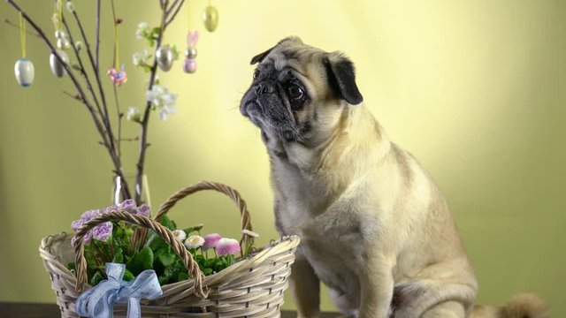Ein kleiner Hund (Mops) betrachtet einen Osterstrau&szlig;. Im Vordergrund stehen Fr&uuml;hlingsblumen Primeln (Primula) und Ma&szlig;liebchen (Bellis Perennis). Gelber Hintergrund.