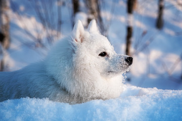 White dog Spitz walks in winter on snow