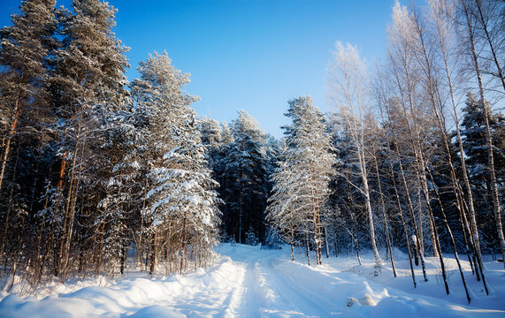 Trees are in the forest in winter under snow - landscape