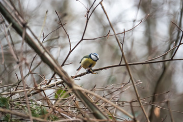 Eurasian Blue Tit Perched on Branch in Winter