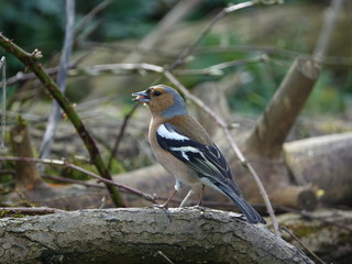 male chaffinch (Fringilla coelebs)