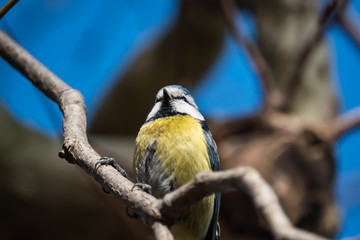 Eurasian Blue Tit Perched on Branch in Winter