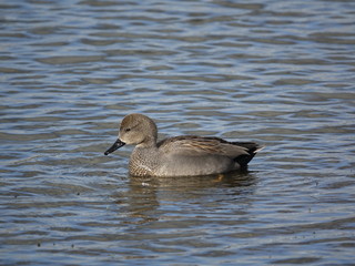 male gadwall (Anas strepera)