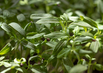 Tomato seedlings close-up,