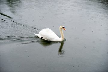 Swan Cygnus olor swim in river 