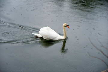 Swan Cygnus olor swim in river 