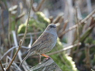 hedge sparrow (Prunella modularis)