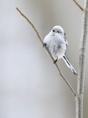 long-tailed tit 