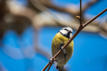 Eurasian Blue Tit Perched on Branch in Winter
