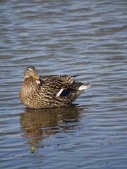 female mallard (Anas platyrhynchos)