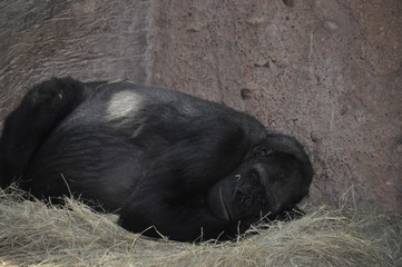 Sleepy Chimp