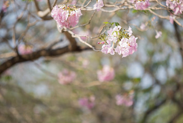 Pink Trumpet shrub