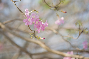 Pink Trumpet shrub