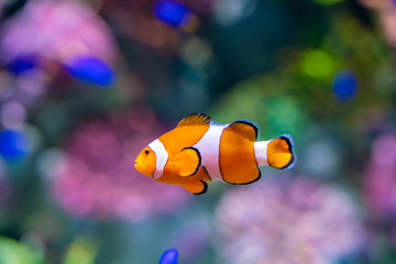 Fototapeta na wymiar Nemo clown fish in beautiful coral reef
