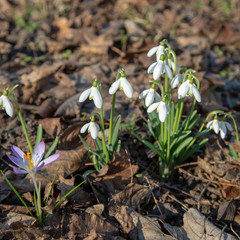 snowdrop spring beauty