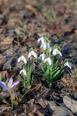 snowdrop spring beauty