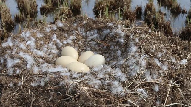 Birds nests guide. Whooper swan (Cygnus cygnus) moss nest on marsh island (estuary) is surrounded by sedge. Nest height of more than meter is used by birds for many years. Lapland, lake SalmijГ&curren;rvi