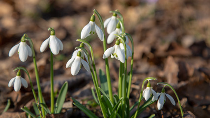snowdrop spring beauty