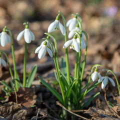 snowdrop spring beauty