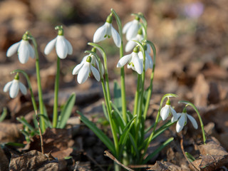 snowdrop spring beauty